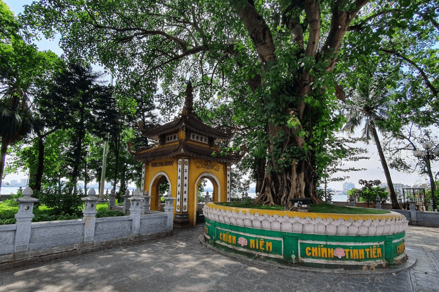 Cây Bồ Đề tại chùa Trấn Quốc được chăm sóc cẩn thận để có thể tươi tốt như hiện tại