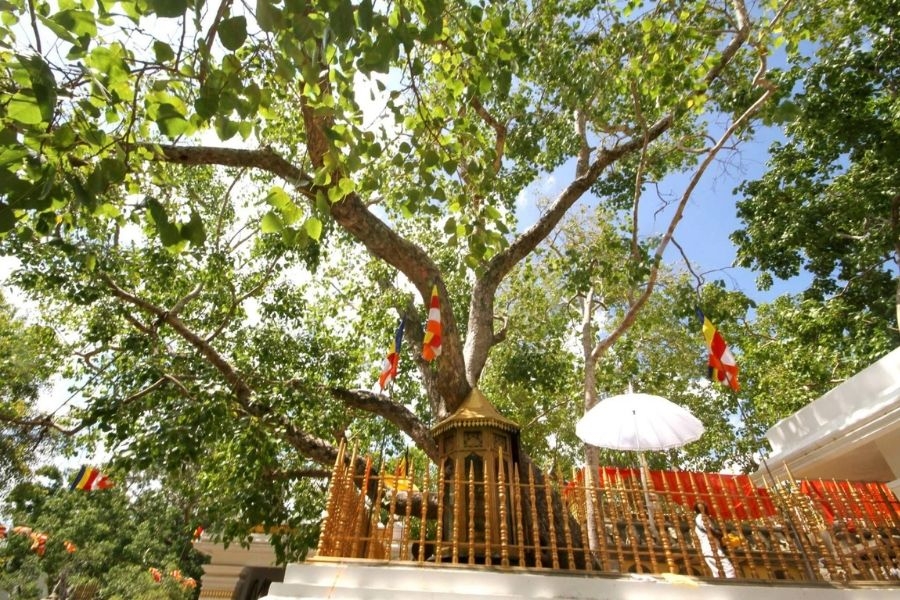 Cây bồ đề thiêng trong khuôn viên pháp viện
