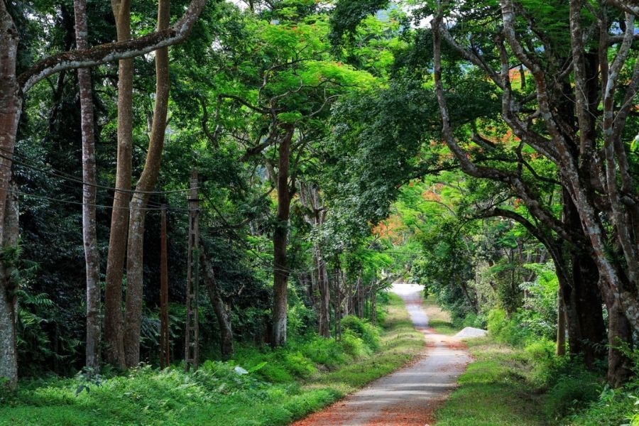 Vườn Quốc gia Cúc Phương với hệ sinh thái phong phú