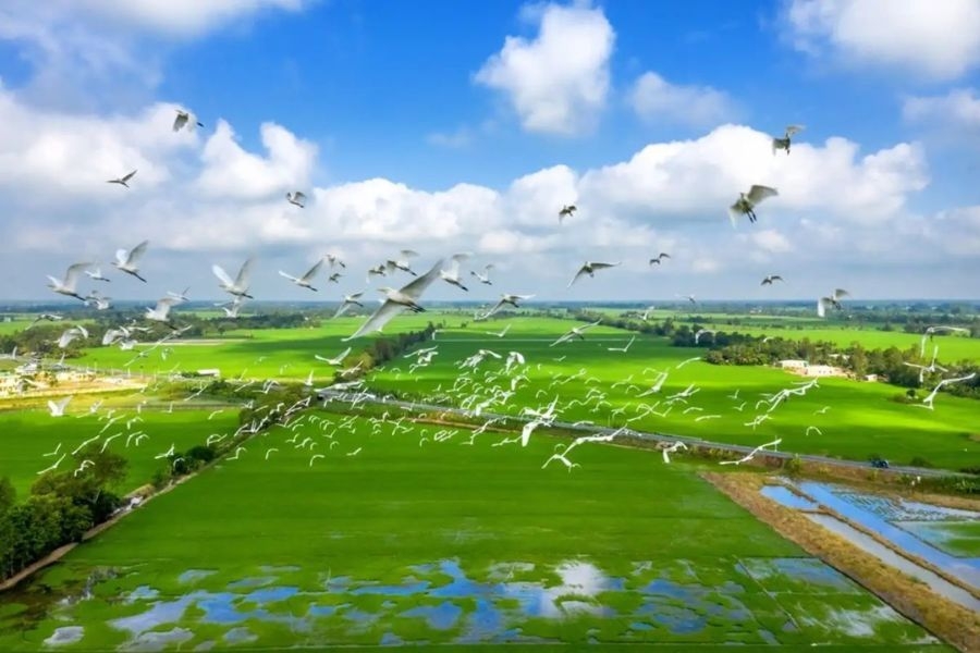 Vườn quốc gia Tràm Chim nổi tiếng với hệ sinh thái đất ngập nước đặc trưng