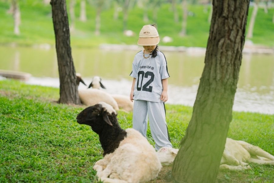 Chụp ảnh với đàn dê